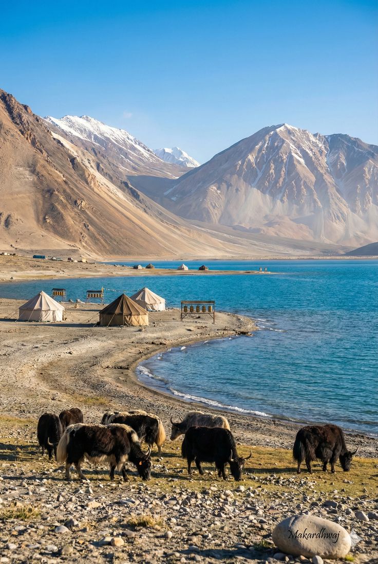 pangong lake azure tranquility